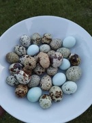 Świeże Jaja przepiórcze od Rolnika Jajko przepiórcze 18 sztuk