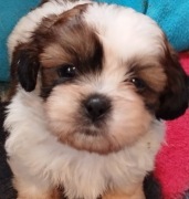 Shih Tzu Piesek Rodowód 