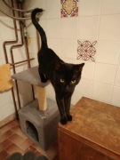 Nox - nieśmiały ciekwaski czarny kocurek  Kot Adopcja Za darmo