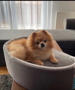 legowisko dla psa Zolux In&OutLegowisko ze zdejmowaną poszewką 