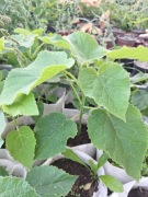 Paulownia Shan Tong sadzonki w doniczkach 