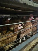 Kury nioski Lohmann wyprzedaż