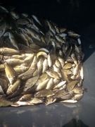 Narybek karp 1,5zl szt , narybek amur 2zl szt narybek tolyga 3 zł szt