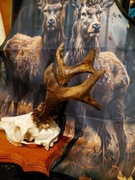 SREBRNO MEDALOWE PAROSTKI ROGACZA 580 g  