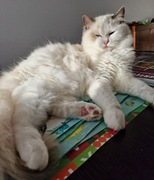 Ragdoll kotka blue bicolor