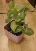 Mięta meksykańska ukorzeniona sadzonki wyrośnięte - 2 sadzonki 