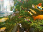 Rybki gupiki i molinezje