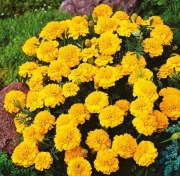 Aksamitka rozpierzchła-niska Honey Moon