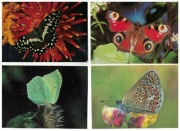 04-AU13-Fauna-Owady-Motyle,1970-80r