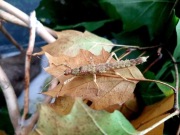 Straszyk Nowogwinejski nimfy (Eurycantha Calcarata)