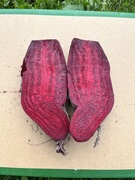 Buraczki czerwone Alto/Wodan 5 kg