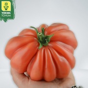 Pomidor Big Boss F1 - Nasiona Holenderskie