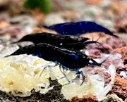 Black Saphire OE - krewetki Neocaridina / pomarańczowe oczy