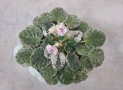 Fiołek afrykański odmianowy Watermelon Snow  sadzonka