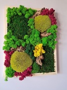 Żywy obraz, mech chrobotek