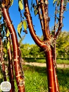 Prunus serrula, wiśnia brzozowa, tybetańska, 200-300cm, wielopniowa