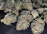 2025 1g BLACK DOG 12.23% Legalny naturalny susz CBD od producenta