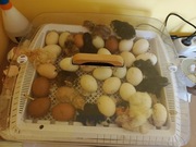 Inkubator do wylęgu na 35 jajek 