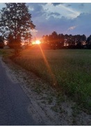 Żyto ozime na poplon ziarno poplon 20 kg POLSKIE ŻYTO