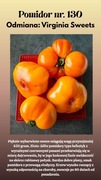 Nasiona Pomidorów Virginia Sweets 