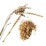 orkisz jary ziarno  29 kg w łusce do kiełkowania