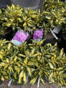 Rododendron Blattgold 