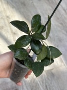 Hoya ovalifolia - duża, rosnąca