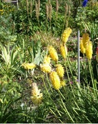 Trytoma groniasta Kniphofia uvaria ŻÓŁTA 50 nasion