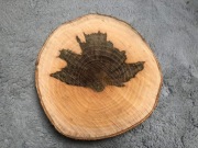 Plaster drzewa jesioń, 22-26 cm, naturalny wzór