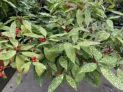 Aukuba japońska z owocami. Ogromna sadzonka