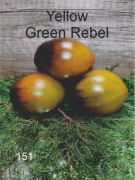 151-Yellow Green Rebel. Pomidory kolekcjonerskie.