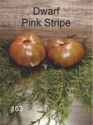 163-Dwarf Pink Stripe. Pomidory kolekcjonerskie.