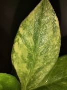 Zamioculcas variegata-liść