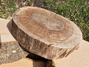 Plaster Drewna Orzech Czarny 42/36/7,5 cm Wysuszony Blat Stolik DIY 