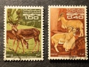 Jeleń i owca. Algieria 1968 r