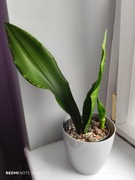 Sansevieria Black diamond z maluchem 