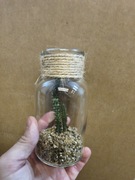 Ozdoba z kaktusem szklanka słoiczek idealna na lato