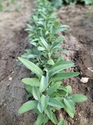 Szałwia Lekarska - Zioło miododajne (10szt)