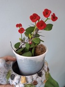 WILCZOMLECZ okazały Euphorbia mili Mini - red