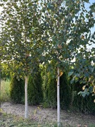 Brzoza pożyteczna 'Doorenbos', wys. 300cm+, obwód 8 - 16 cm