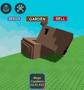 DUŻA CAPYBARA FROG Z MUTACJĄ MEGA