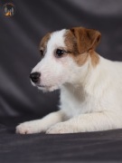 Jack Russell terrier ZKwP FCI piesek w.krótki/złamany