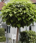 Surmia Zwyczajna. Katalpa. Sadzonka. Wysokość ok 60cm