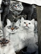 Legginsy getry w kotki rozm. 146 t-shirt gratis