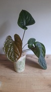 Anthurium Luxurians x radicans