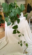 PHILODENDRON SCANDENS