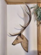 Poroze jelenia z rzezbiona glowa