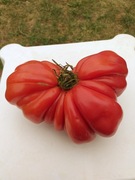 Malinowa Sakiewka pomidor kolekcjonerski