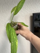 Anthurium Vittarifolium Variegata - hydroponika