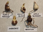 Cebule Hippeastrum (Amarylis)